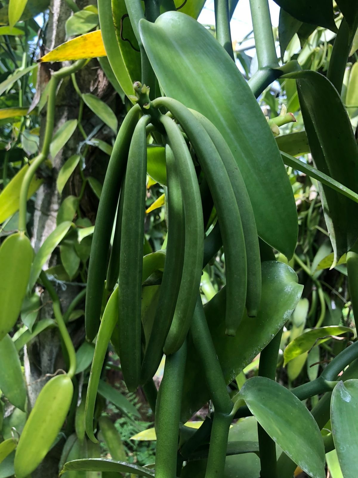 Traditional vanilla curing and drying process in Indonesia