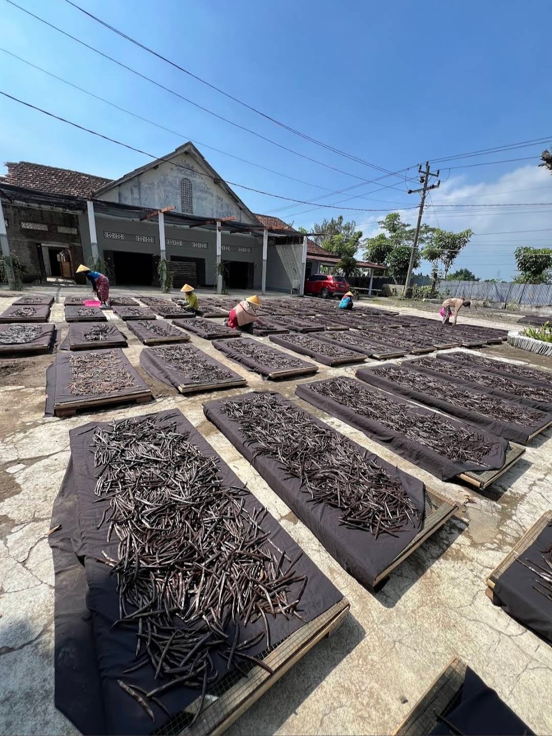 Traditional vanilla drying process under controlled sunlight