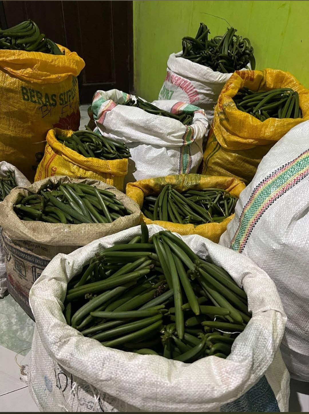 Hand-picked green vanilla beans at optimal maturity